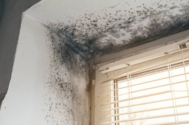 Affordable Basement Mold Removal solutions in Melville, NY